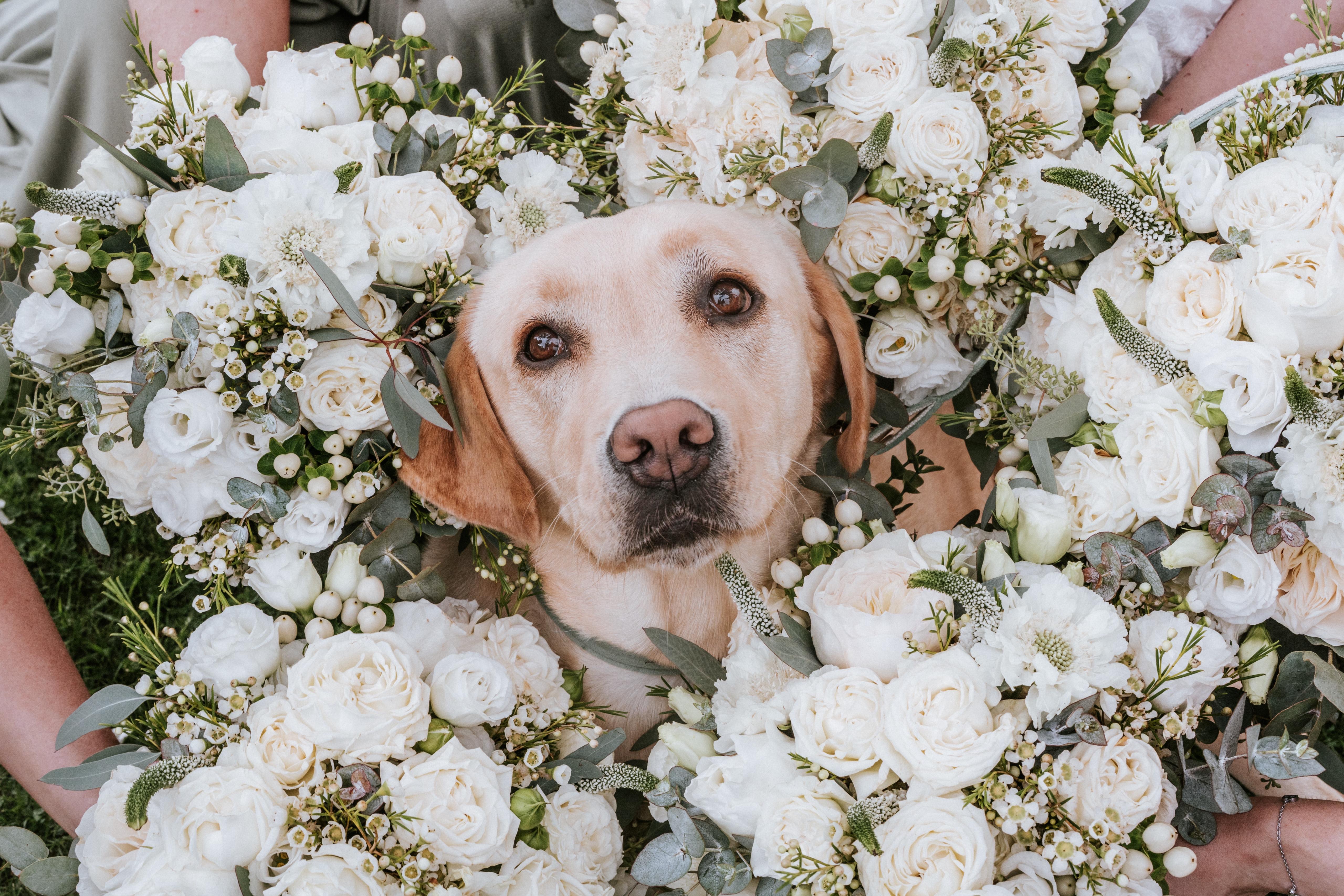 Lola the Labrador surrounded by wedding flowers